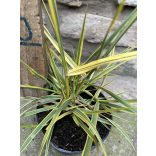 Alopecurus pratensis 'Aureovariegatus' - Wiesen-Fuchsschwanz