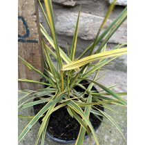   Alopecurus pratensis 'Aureovariegatus' - Wiesen-Fuchsschwanz