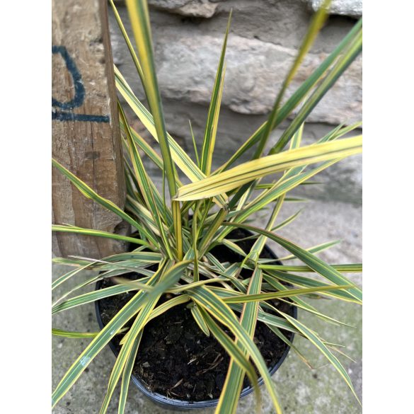 Alopecurus pratensis 'Aureovariegatus' - Wiesen-Fuchsschwanz