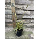 Alopecurus pratensis 'Aureovariegatus' - Wiesen-Fuchsschwanz