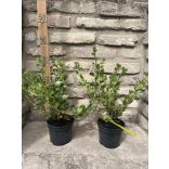 Stachelbeere - Ribes uva-crispa