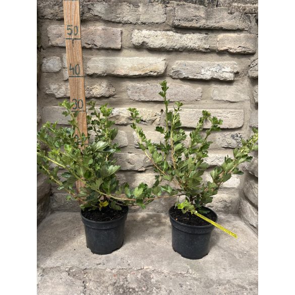 Stachelbeere - Ribes uva-crispa