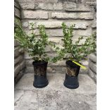 Stachelbeere - Ribes uva-crispa