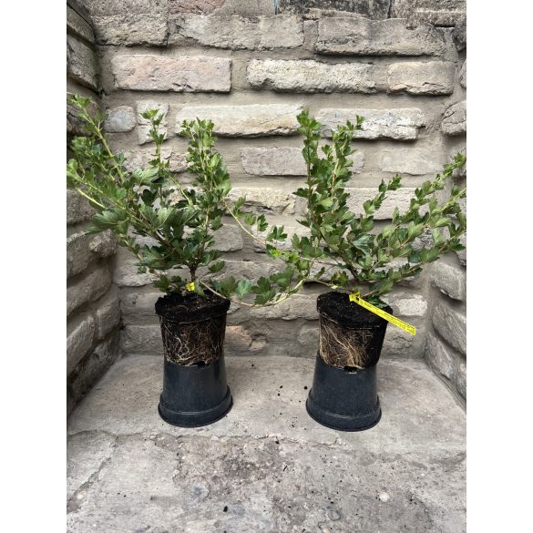 Stachelbeere - Ribes uva-crispa