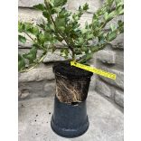 Stachelbeere - Ribes uva-crispa