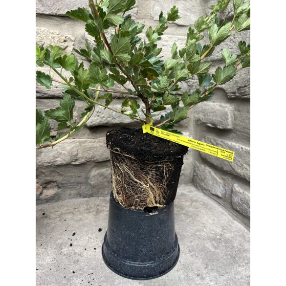 Stachelbeere - Ribes uva-crispa