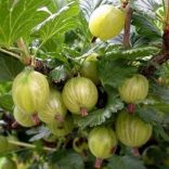 Stachelbeere - Ribes uva-crispa