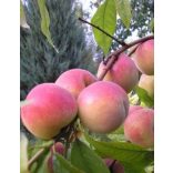 Pfirsich 'Incrocio Pieri' – Prunus persica – im Container