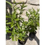 Caryopteris incana - Bartblume