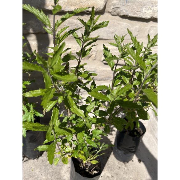 Caryopteris incana - Bartblume