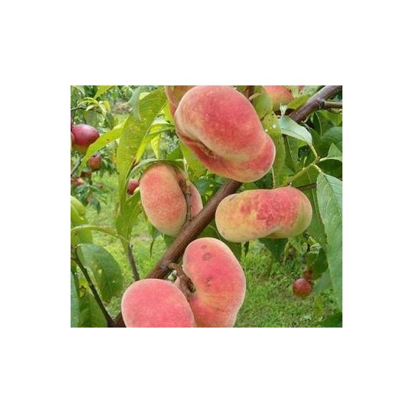 Pfirsich – Hofnung – Plattpfirsich – Prunus persica