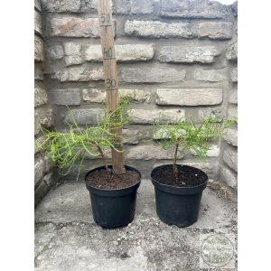 Hängende Teichzypresse – Taxodium distichum var. imbricarium 'Nutans'