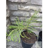 Hängende Teichzypresse – Taxodium distichum var. imbricarium 'Nutans'