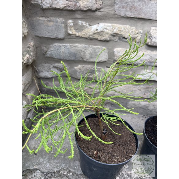 Hängende Teichzypresse – Taxodium distichum var. imbricarium 'Nutans'