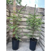 Fichte, Rottanne - Picea