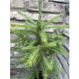 Fichte, Rottanne - Picea