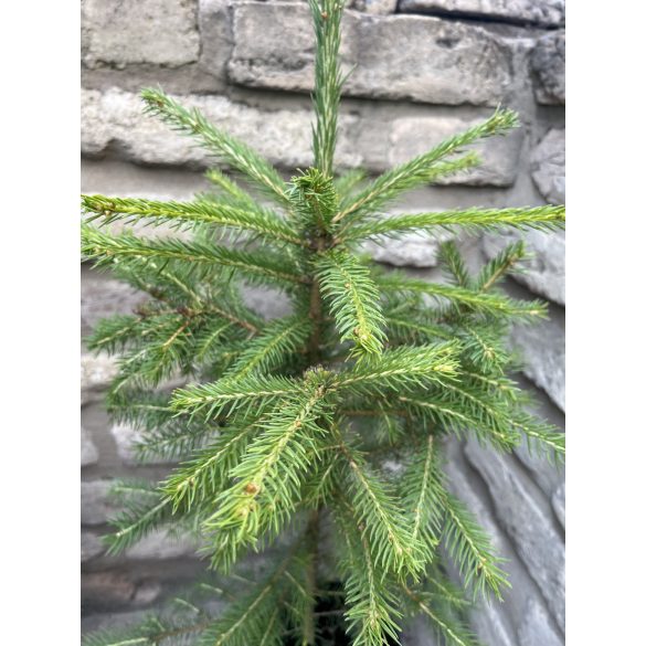 Fichte, Rottanne - Picea