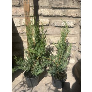 Leyland Zypresse - Cupressocyparis leylandii - Cupressus × leylandii