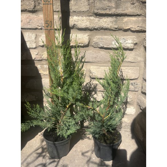 Leyland Zypresse - Cupressocyparis leylandii - Cupressus × leylandii