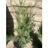 Leyland Zypresse - Cupressocyparis leylandii - Cupressus × leylandii