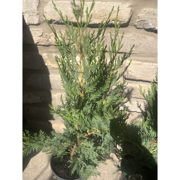 Leyland Zypresse - Cupressocyparis leylandii - Cupressus × leylandii