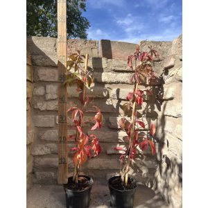 Selbstkletternde Jungfernrebe – Jungfernreben – Parthenocissus quinquefolia