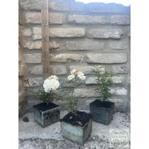 Bodendecker – Rose – Rosa – ‘Sea Foam’