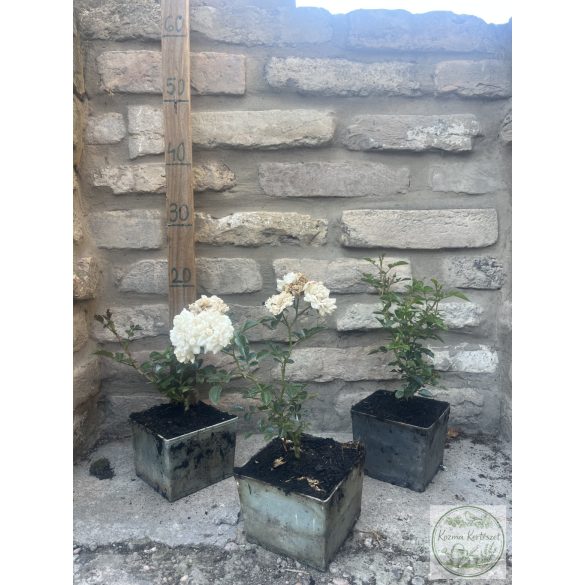 Bodendecker – Rose – Rosa – ‘Sea Foam’