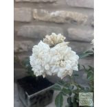Bodendecker – Rose – Rosa – ‘Sea Foam’