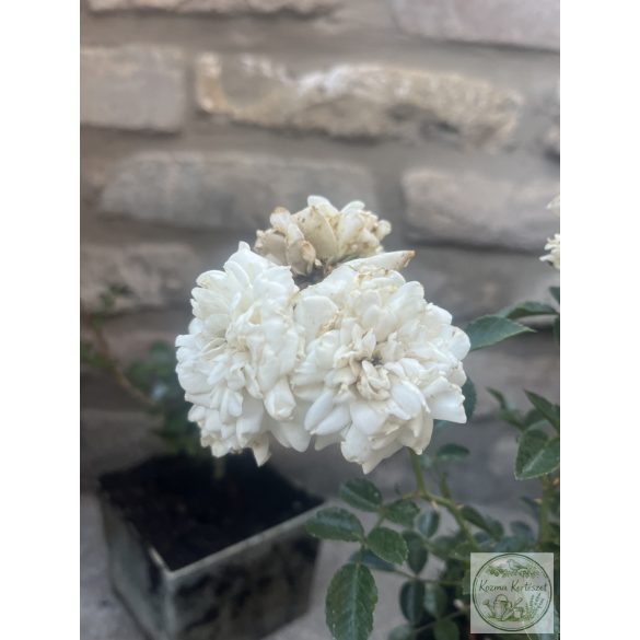 Bodendecker – Rose – Rosa – ‘Sea Foam’