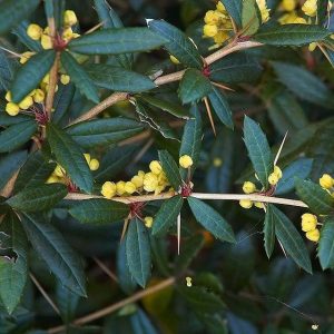 Berberis julianae - Julia-Berberitze