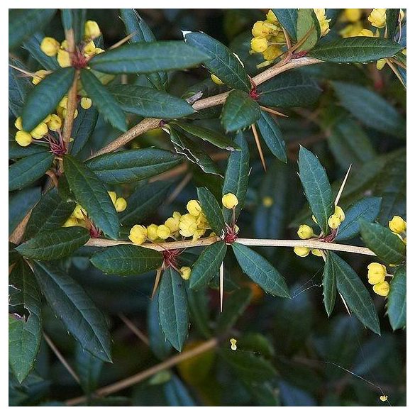 Berberis julianae - Julia-Berberitze