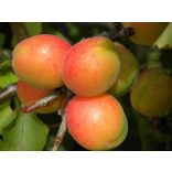 Aprikose – Marille – Goncer ungarn – Prunus armeniaca
