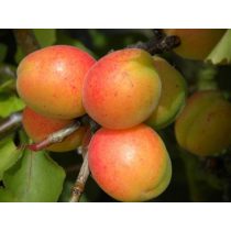 Aprikose – Marille – Goncer ungarn – Prunus armeniaca