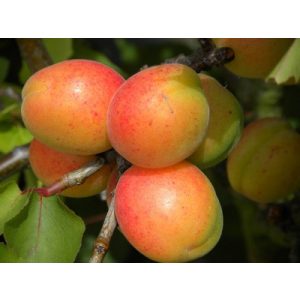 Aprikose – Marille – Goncer ungarn – Prunus armeniaca