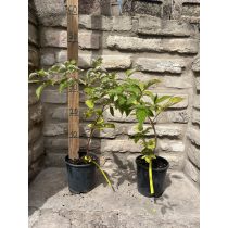 Himbeere – "Fertődi zamatos" - Rubus idaeus