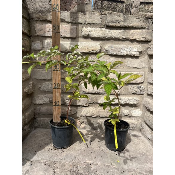 Himbeere – "Fertődi zamatos" - Rubus idaeus