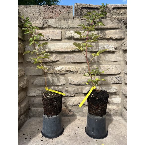 Himbeere – "Fertődi zamatos" - Rubus idaeus