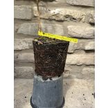 Himbeere – "Fertődi zamatos" - Rubus idaeus