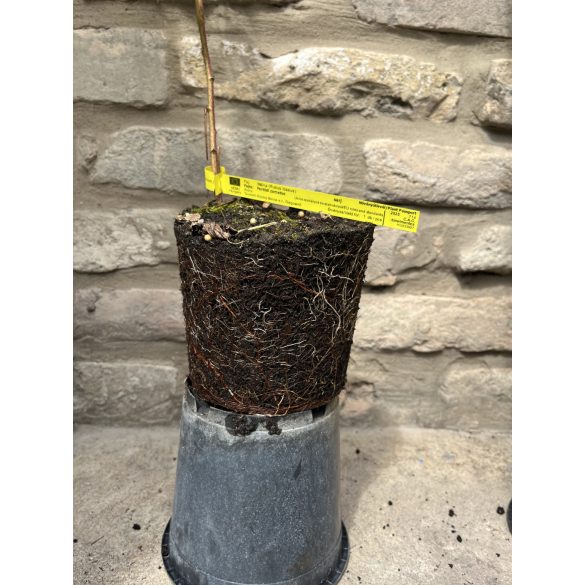 Himbeere – "Fertődi zamatos" - Rubus idaeus