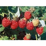 Himbeere – "Fertődi zamatos" - Rubus idaeus