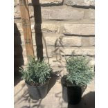 Chamaecyparis pisifera 'Boulevard'