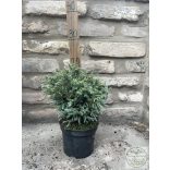 Chamaecyparis pisifera 'Boulevard' - Sawara-Scheinzypresse