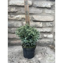   Chamaecyparis pisifera 'Boulevard' - Sawara-Scheinzypresse