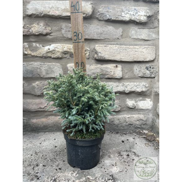 Chamaecyparis pisifera 'Boulevard' - Sawara-Scheinzypresse