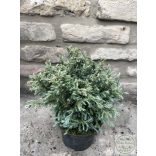 Chamaecyparis pisifera 'Boulevard' - Sawara-Scheinzypresse