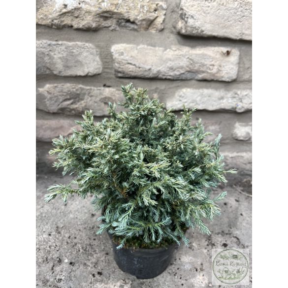 Chamaecyparis pisifera 'Boulevard' - Sawara-Scheinzypresse