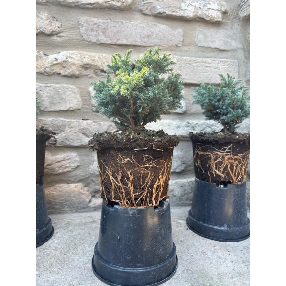 Chamaecyparis pisifera 'Boulevard'