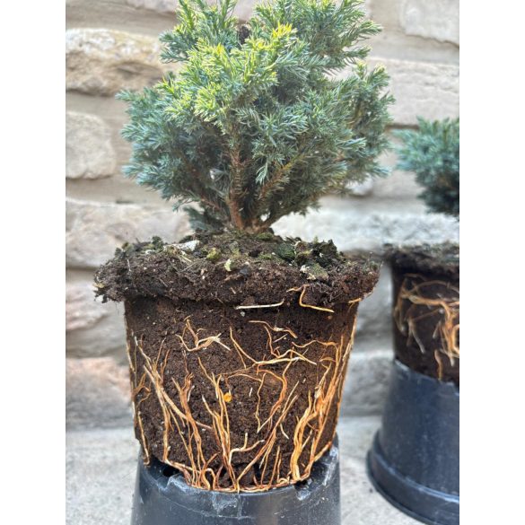 Chamaecyparis pisifera 'Boulevard' - Sawara-Scheinzypresse