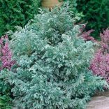 Chamaecyparis pisifera 'Boulevard' - Sawara-Scheinzypresse